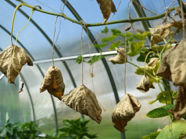 Causes du flétrissement des cils chez les concombres