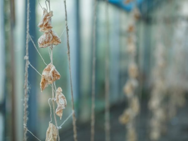 Le fusarium peut tuer toutes les plantes