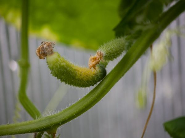 Le problème peut commencer en raison d'une mauvaise fertilisation