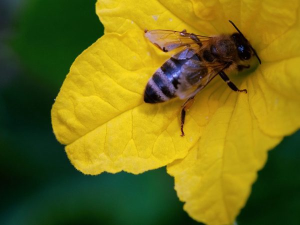 Les inflorescences non polies tombent