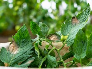 Causes du jaunissement des feuilles de tomate