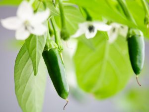 Lebadura pagpapakain ng peppers