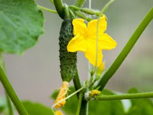 Ang pagpapakain ng mga pipino na may potasa