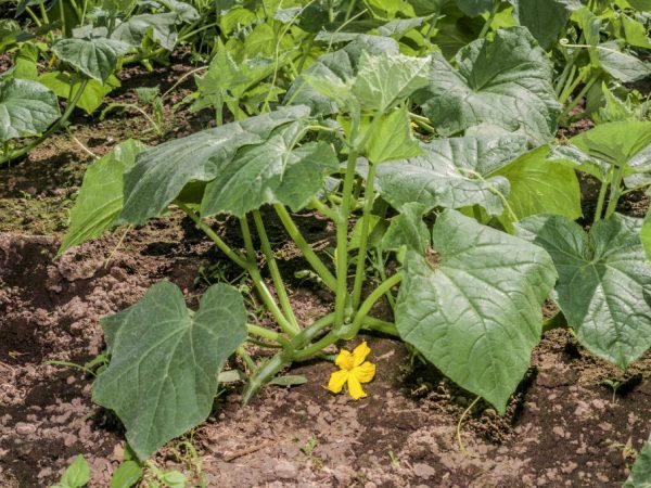 Lors de la fertilisation, il est important d'observer les proportions