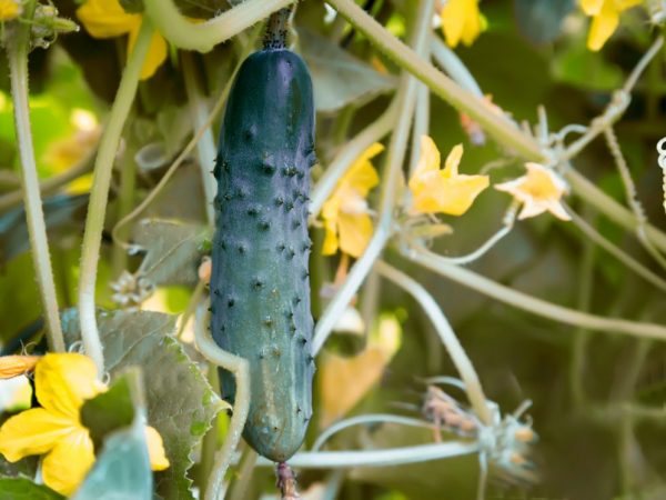 Nangungunang pagbibihis ng mga pipino sa panahon ng pamumulaklak at pagbubunga