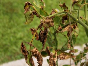 Les plants de tomates sont congelés