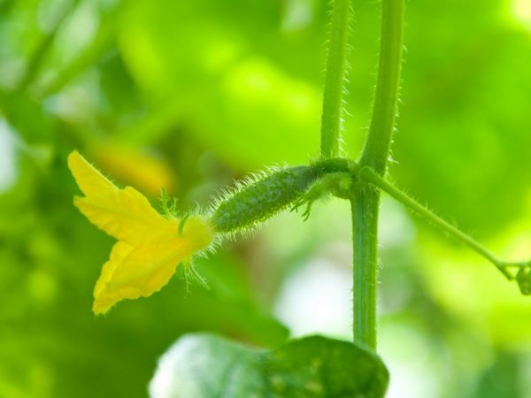 La plante doit être fertilisée périodiquement.