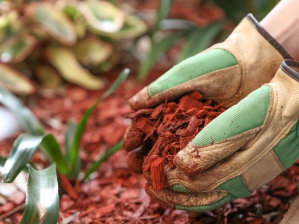 Le principe de la culture des pommes de terre selon la méthode Kartelev