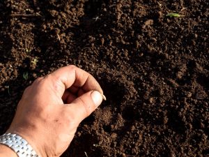 Règles de semis d'été pour les concombres