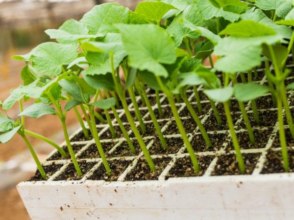 For seedlings, you need to pick up the soil