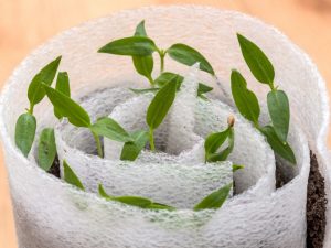 Cultiver des plants de poivre dans un escargot