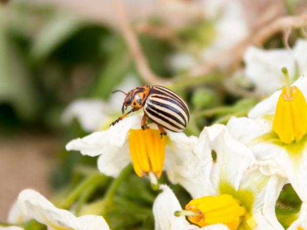 Ang paggamit ng gamot na Corado mula sa beetle ng patatas sa Colorado