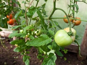 Greffer des tomates