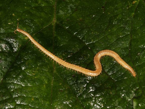 Nakikipaglaban sa wireworm sa mga kamatis