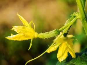 Causes des fleurs stériles sur les concombres