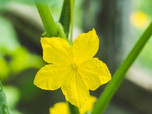 Paggamot ng baog na mga bulaklak sa mga pipino sa isang greenhouse