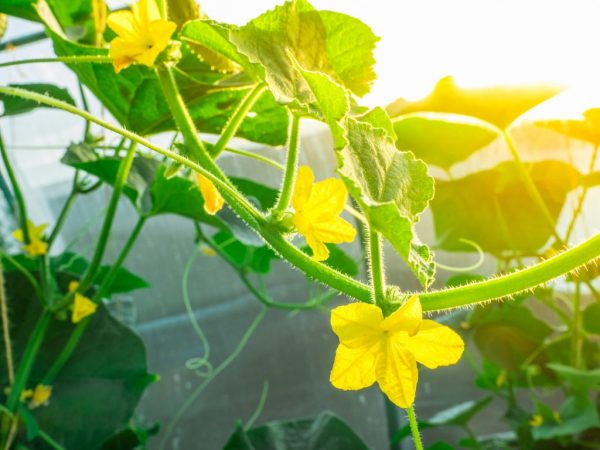 Vous pouvez réduire le nombre de fleurs stériles