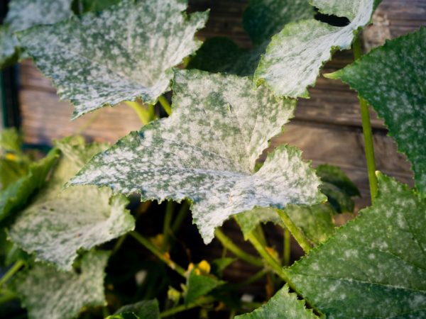 Causes de l'apparition de taches sur les feuilles de concombres