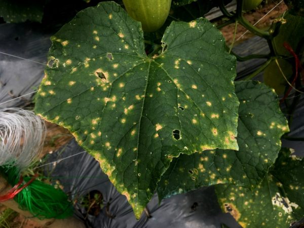 Temperature affects leaf health