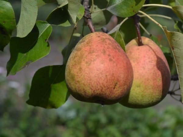 Ang puno ay natubigan ng maraming beses bawat panahon.