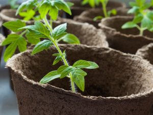 Mga punla ng kamatis para sa greenhouse: lumalagong mga panuntunan