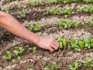 Planter du chou chinois pour les semis