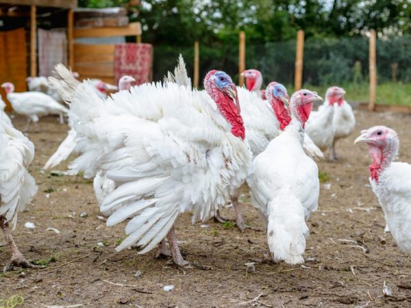 Kailangan ng isang mainit na manok ng pabo