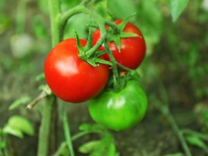 Caractéristiques de la variété de tomate Richie