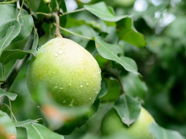 Mga Katangian ng Rogneda variety pear