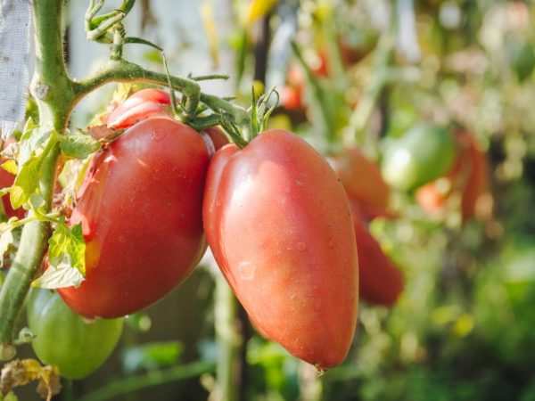 Paglalarawan at mga katangian ng kamatis na Pink Stella