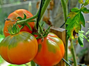 Description de la tomate rose tigre de Sibérie