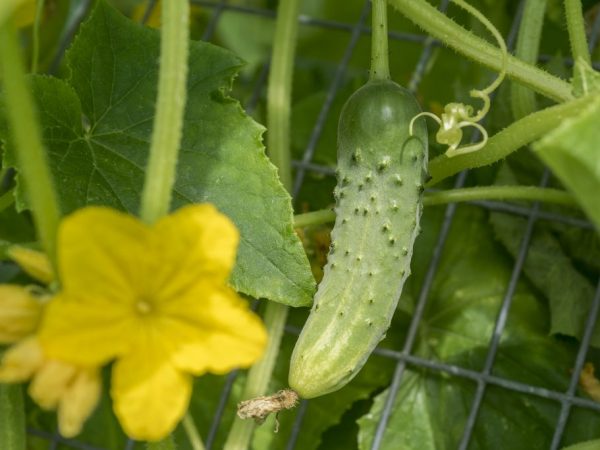 Les fruits de cette variété sont très savoureux.