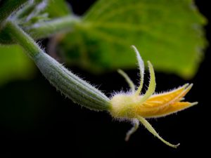 Mga pagkakaiba-iba ng mga self-pollined na pipino para sa greenhouse