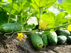 Ang pinaka-produktibong mga pagkakaiba-iba ng mga pipino para sa mga greenhouse