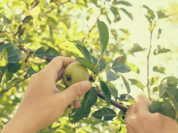 Ang pag-aalaga ay nagsasangkot ng pagtutubig, pagpapakain, pruning ng mga puno at pagpapaluwag sa lupa