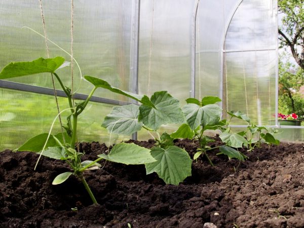 Maaari kang magtanim ng mga pipino sa isang greenhouse sa Mayo.