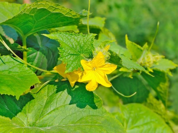 Prendre soin de la plante est facile