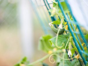 Aparato ng cucumber trellis