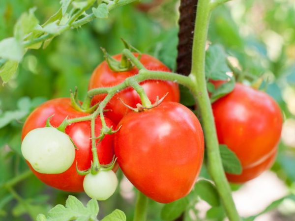 Caractéristiques des tomates de la variété Moscow Cream