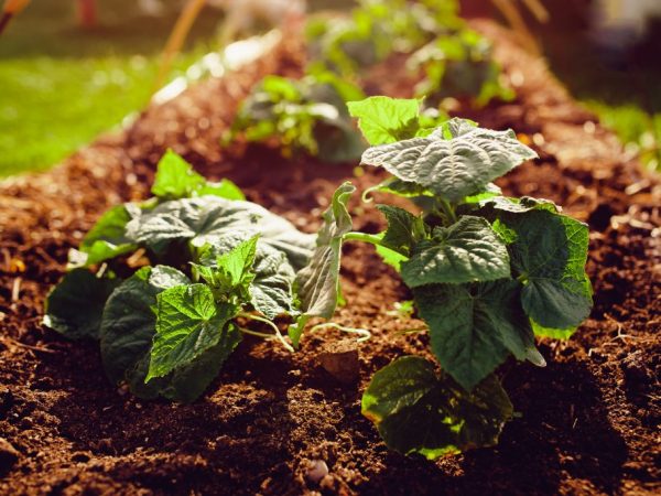 La plante a besoin de nutriments