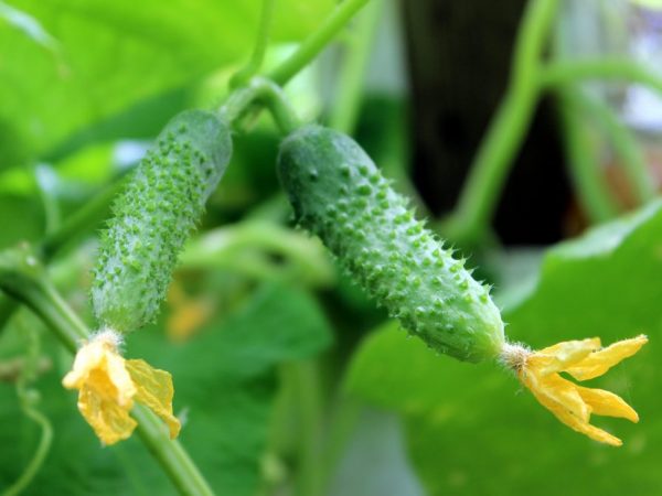 Mga katangian ng mga pagkakaiba-iba ng mga pipino na Babushkina