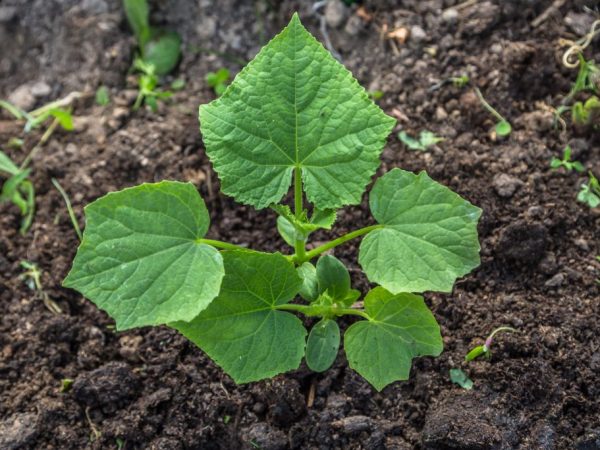 Un bon soin des plantes contribue à une récolte savoureuse