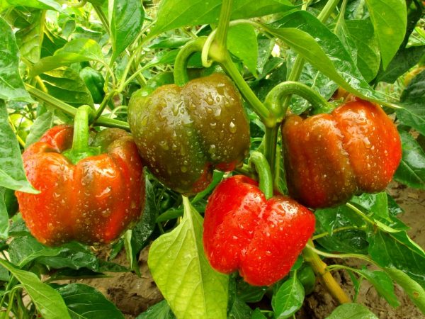 Ang pinaka-produktibong pagkakaiba-iba ng mga peppers ng kampanilya