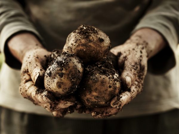 Nous sélectionnons les pommes de terre