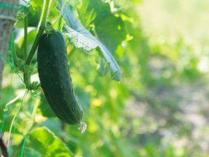 Paglalarawan ng cucumber Mix