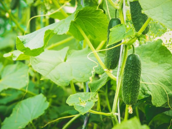 Description des variétés de concombres avec la lettre H