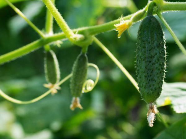 Les fruits de cette variété sont universels.