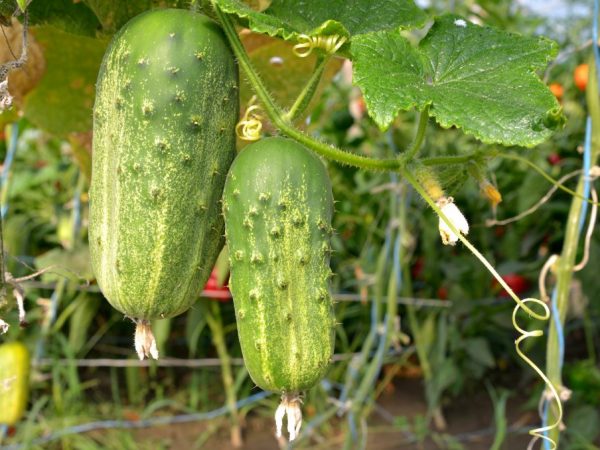 La plante résiste aux maladies