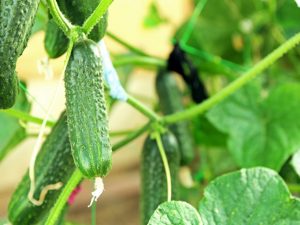 Mga tanyag na barayti ng mga pipino na may titik F