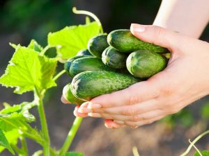 Paglalarawan ng mga pagkakaiba-iba ng mga pipino na may titik G